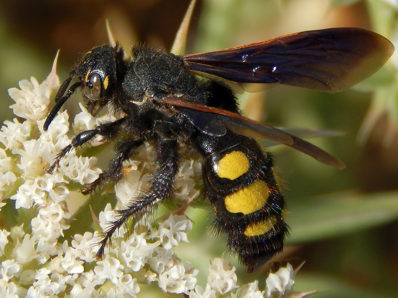 Femmina di Colpa sexmaculata (Scoliidae).